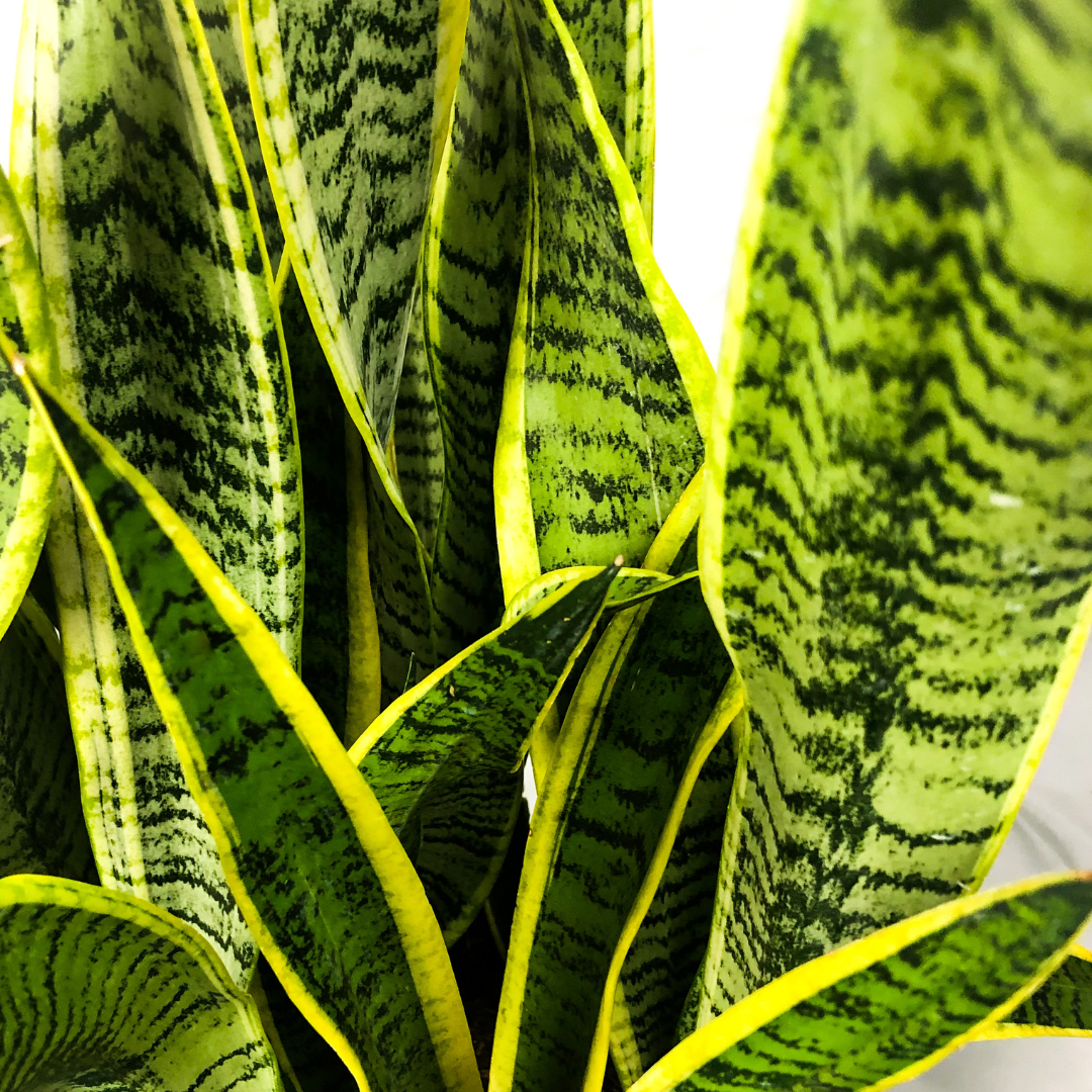 Winter Care For Indoor Plants
