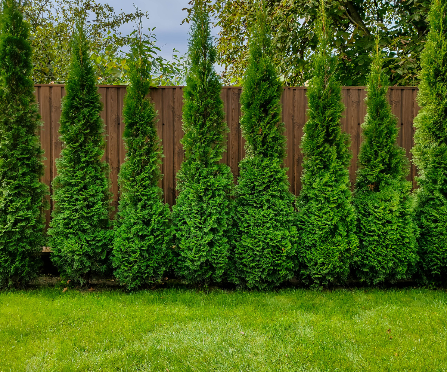 Arborvitae: Your Lean Green Privacy Screen
