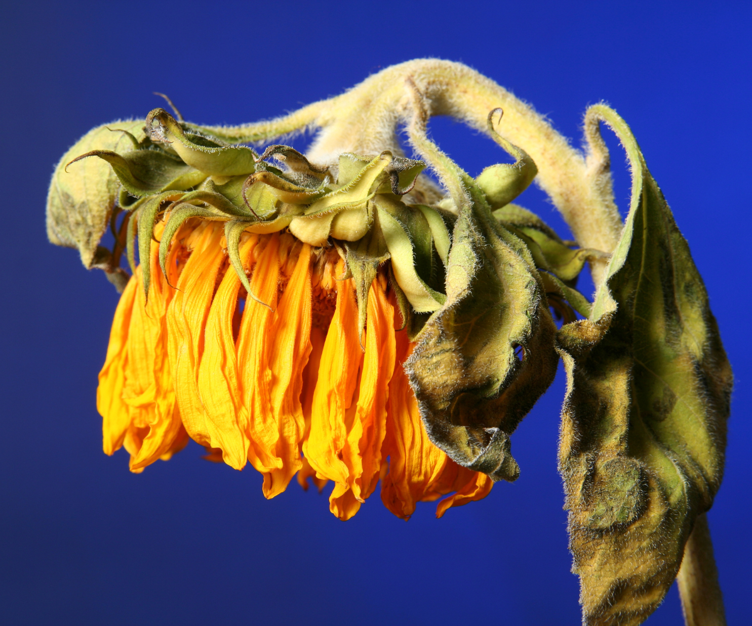 Hot To Grow: Beating The Summer Heat