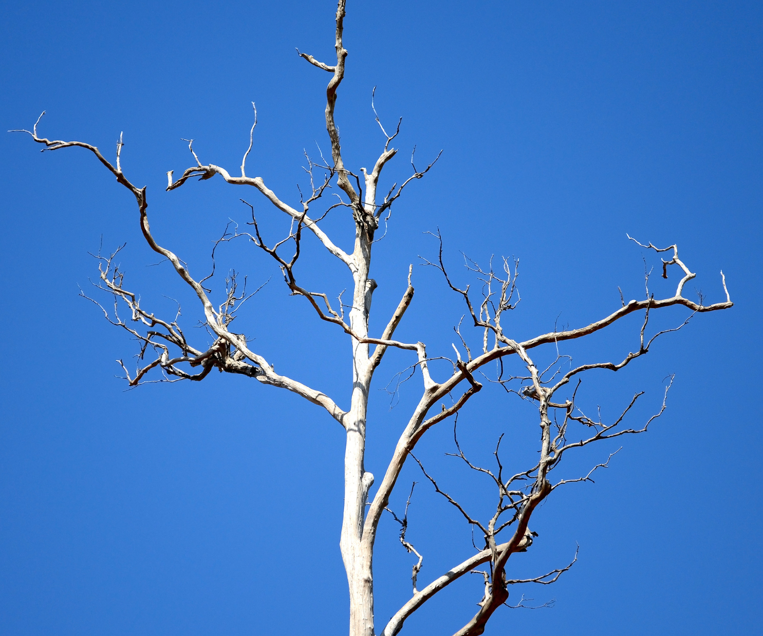 How To Kill A Tree: 10 Common Tree Planting Mistakes