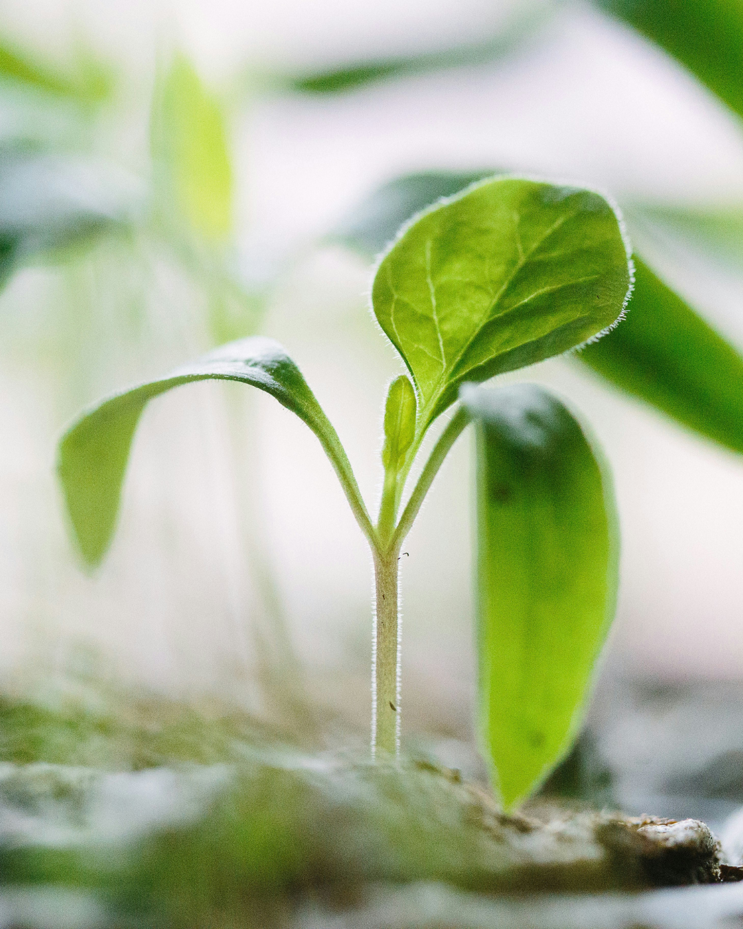 Sprout It Out: Starting Seeds Indoors