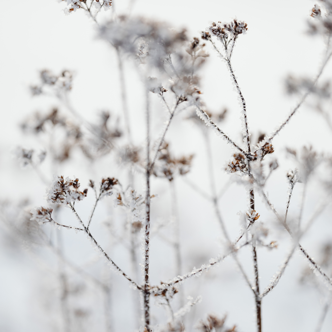 Winter Care of Plants
