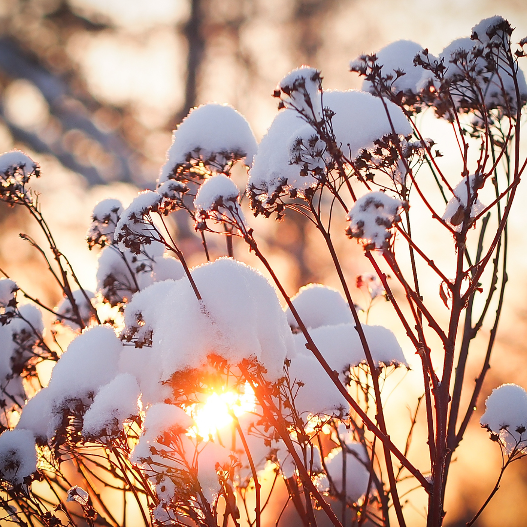 Winter Tasks for Your Garden
