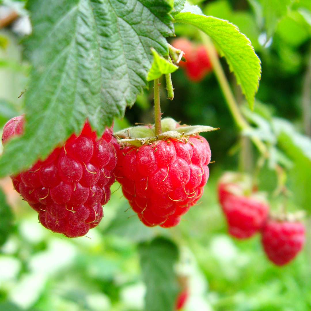 Your Guide to Natural Colorado Snacks!