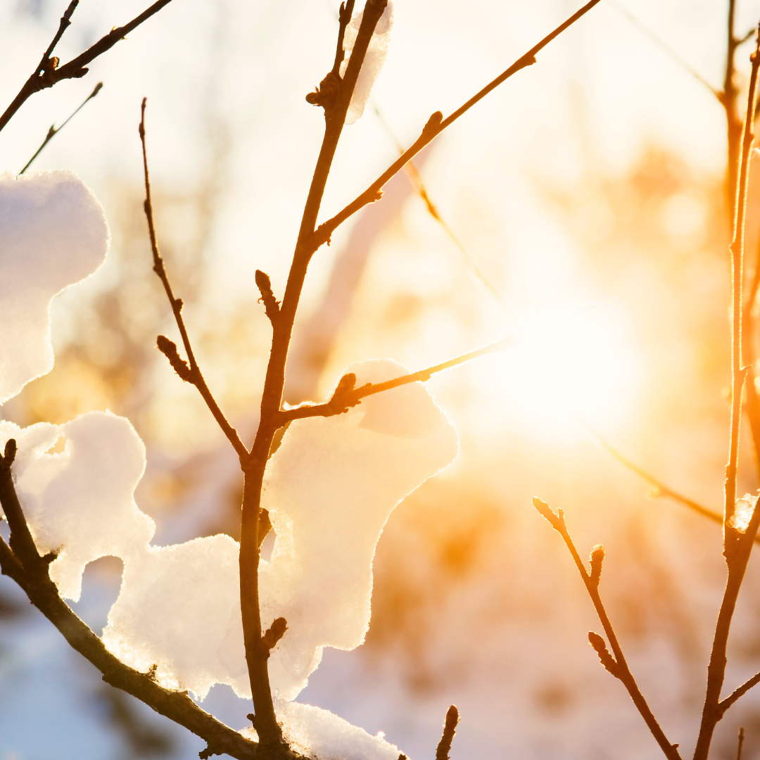 That's A Wrap! Preventing Winter Sunscald In Young Trees