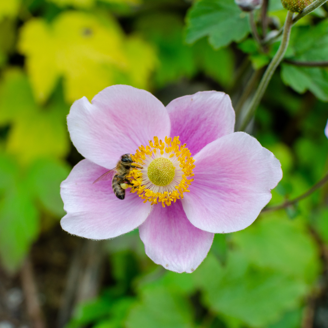 小物 CHIEKO+ flower charm-Anemone Anemone, September Charm – Fossil Creek Nursery