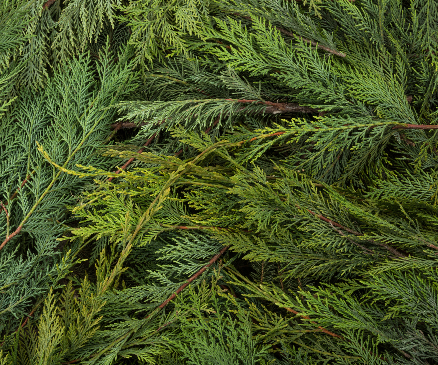 DIY Holiday Garland: Crafting with Greenery from Northern Colorado