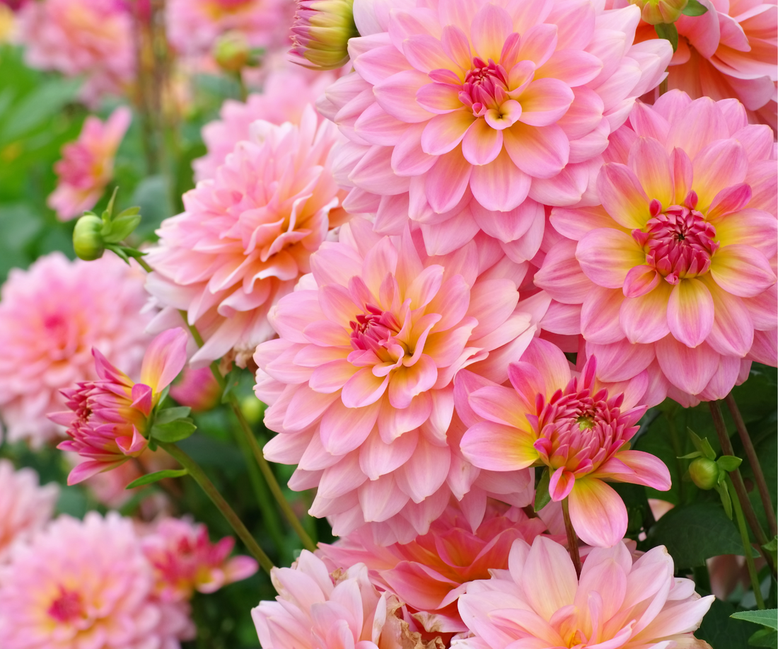 The Low-Down on Spring Bulbs