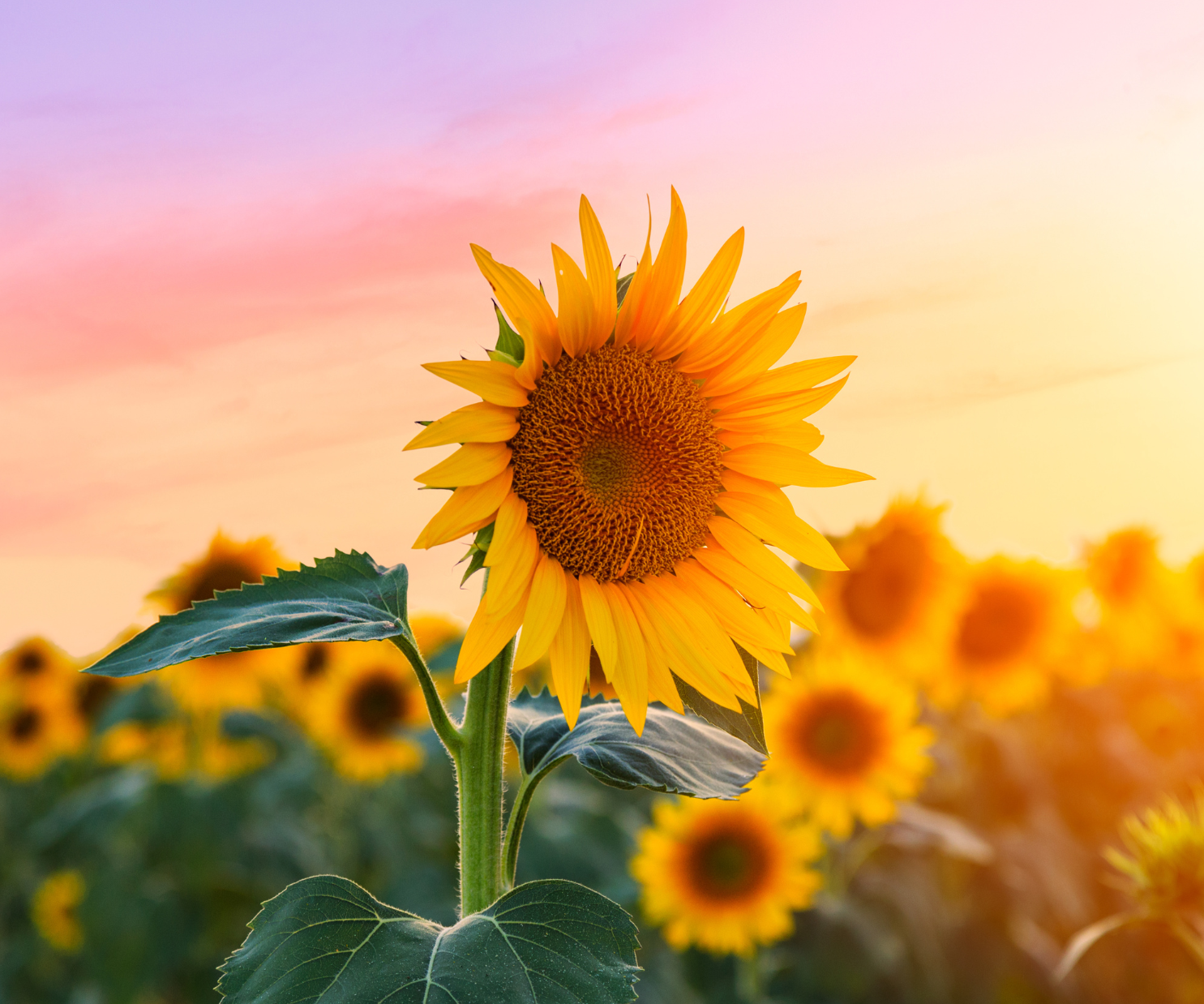 Your Guide to Natural Colorado Snacks!