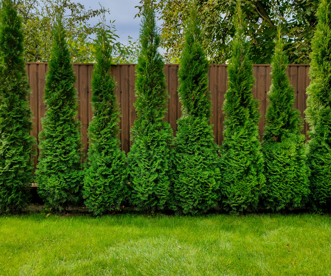 Arborvitae: Your Lean Green Privacy Screen