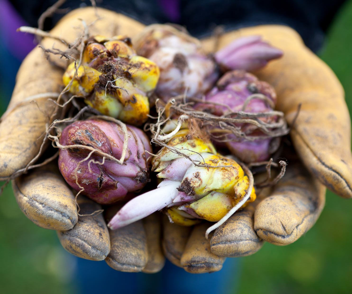 What The Heck Is A Corm?! A Quick Guide To Bulbs, Tubers, & Corms