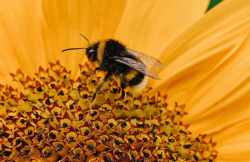 Creating A Front Range Pollinator Habitat