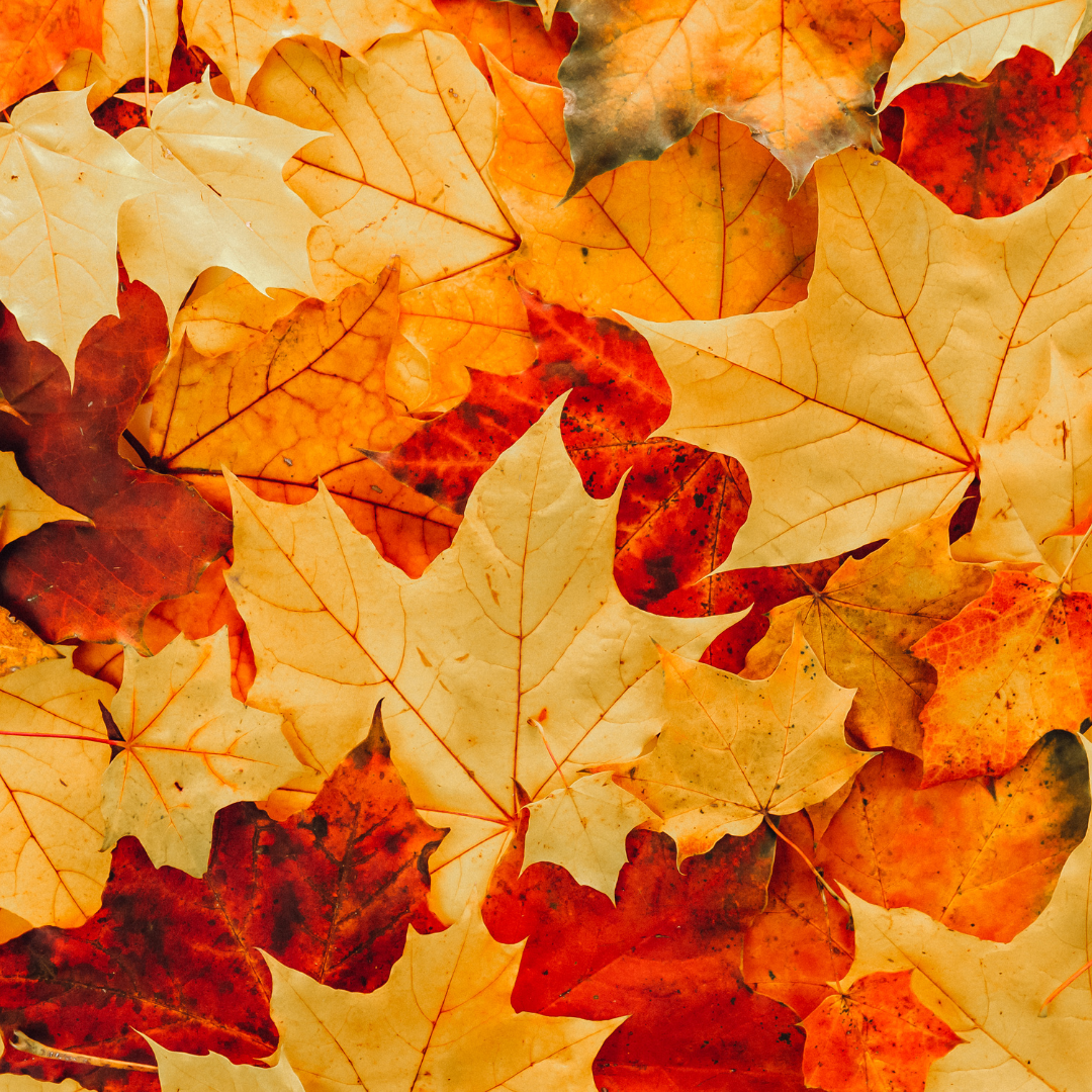 Composting: Fall Leaves