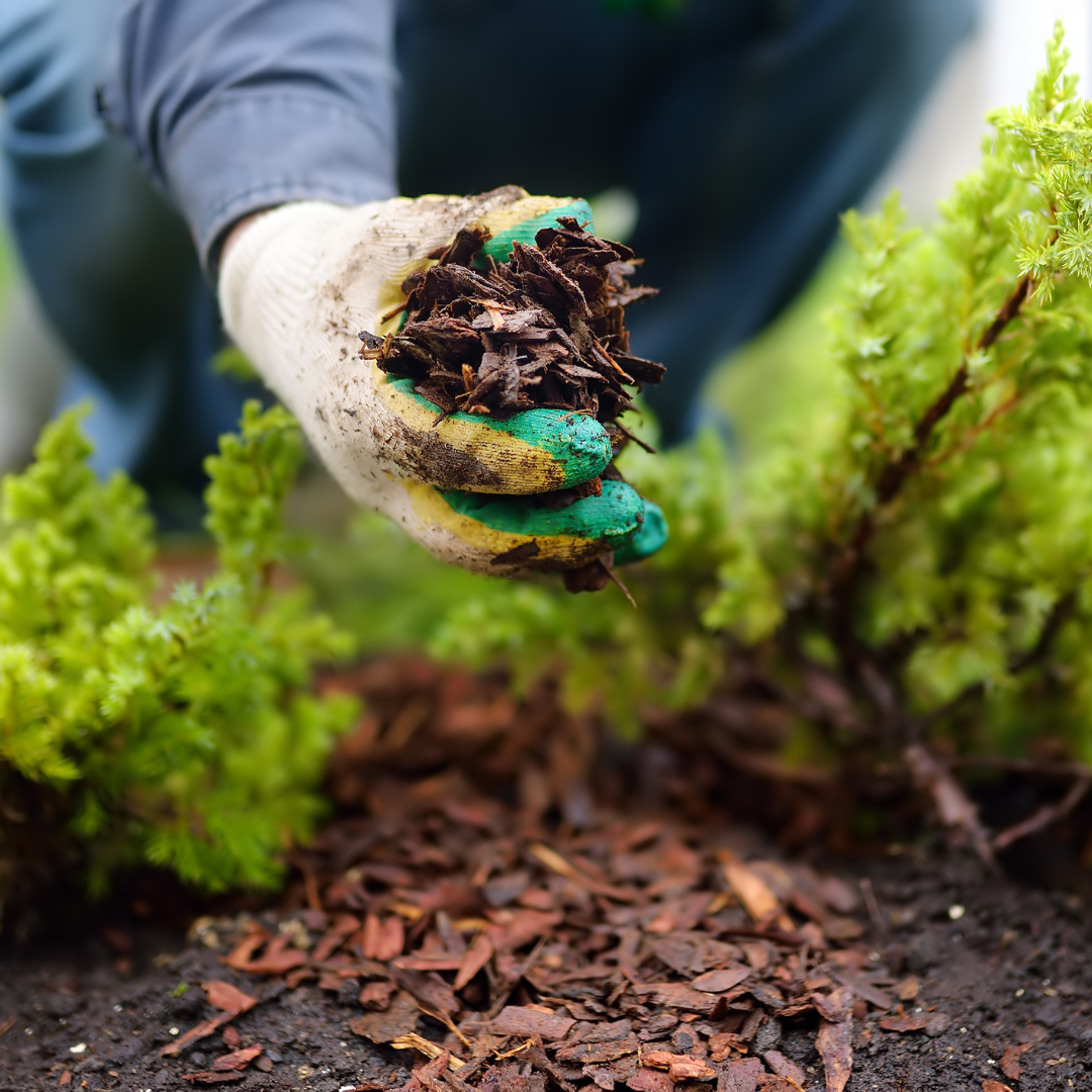 The Mighty Mulch