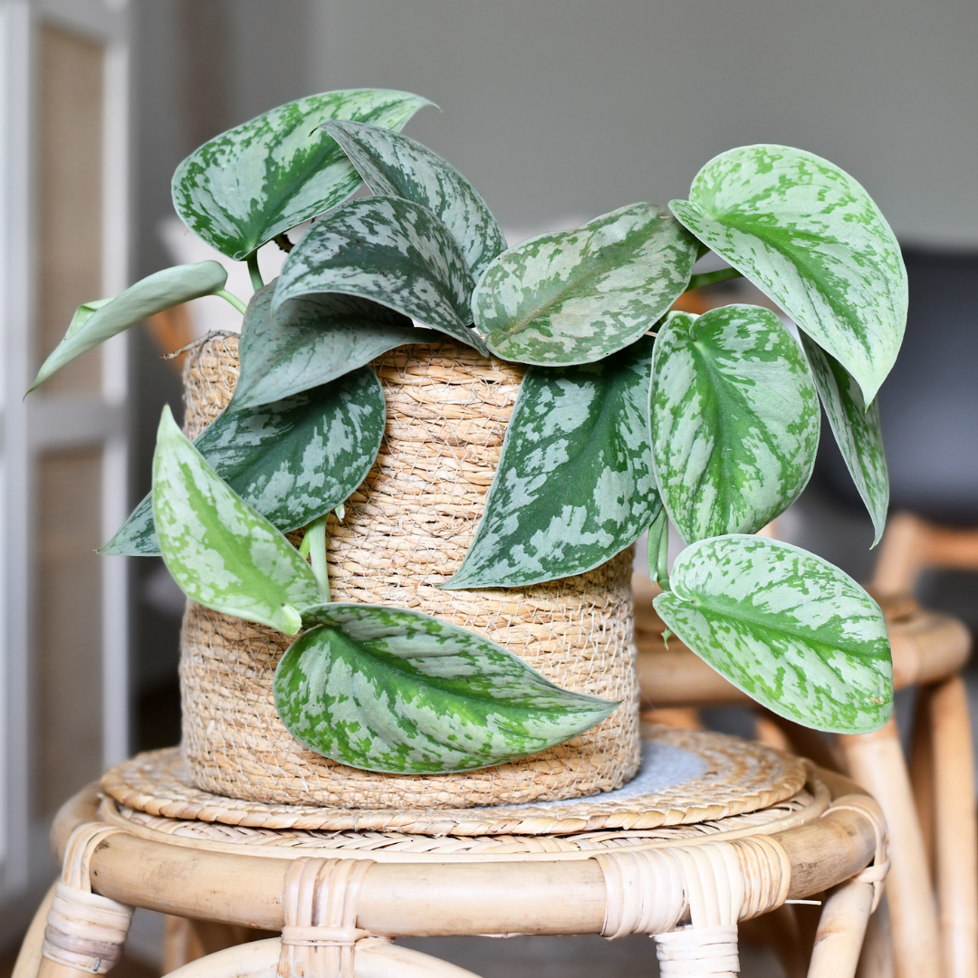 Houseplants for Fresher Air
