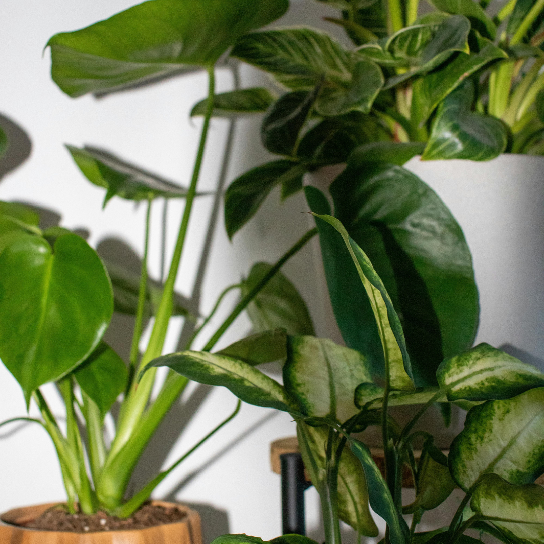 No Daylight? No Problem. Flourish in the Fluorescent!