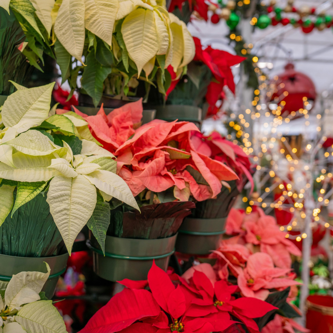 Poinsettia Care
