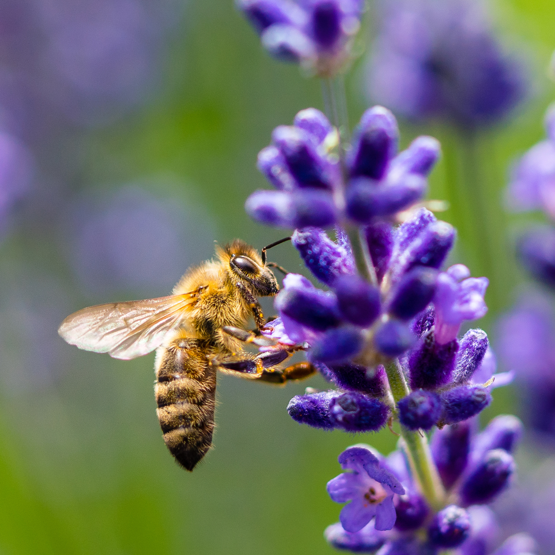 Planting for Pollinators