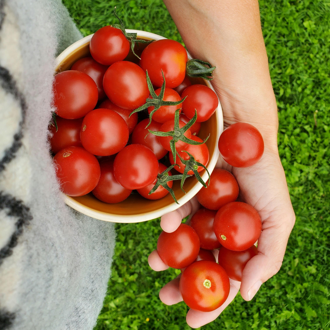 How To Stop The Splitting In Your Tomatoes