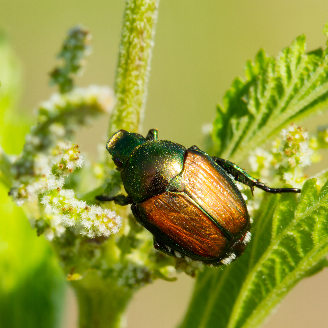 Beetles Be Gone! Dealing With Japanese Beetles On The Front Range