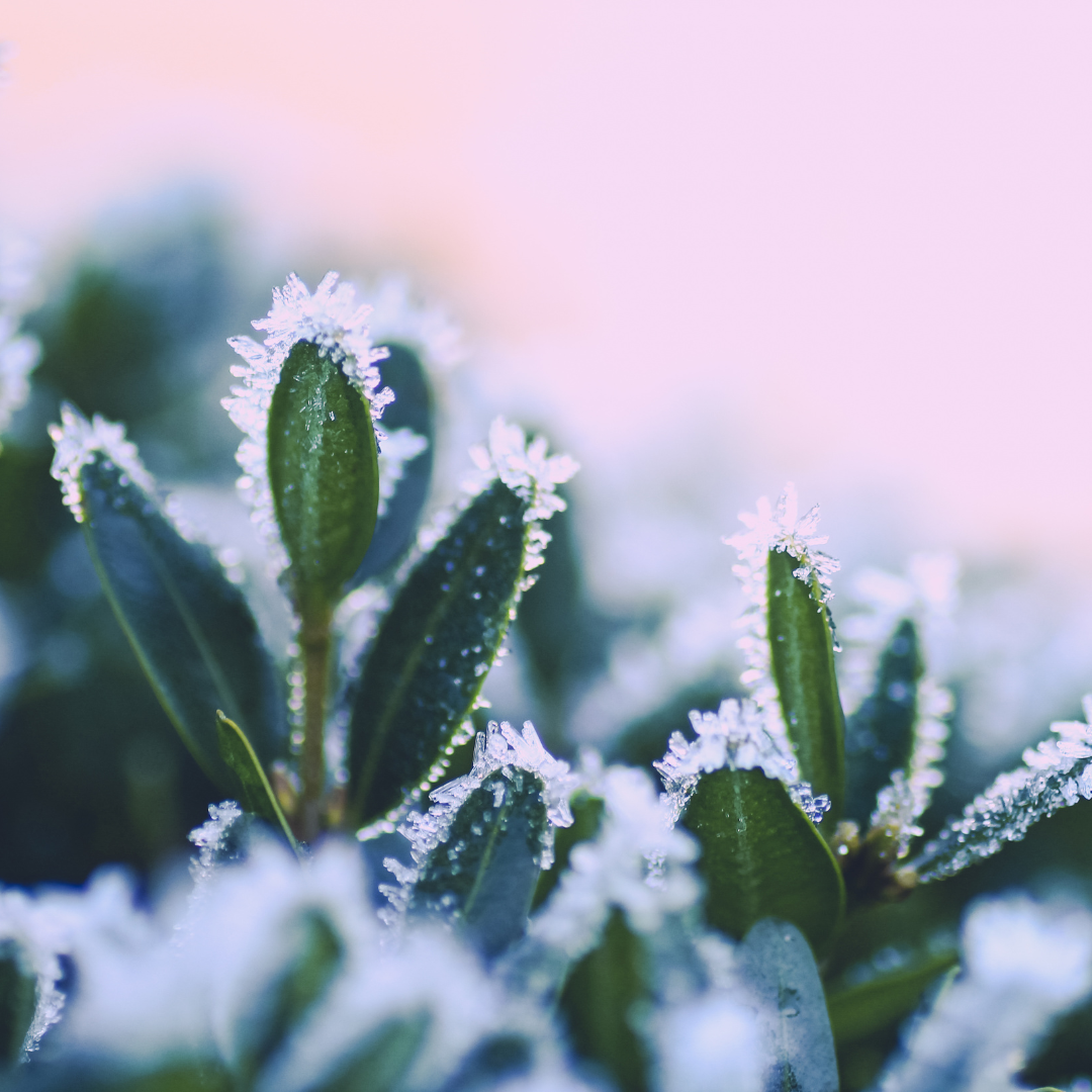 Dealing With Colorado's Late Season Cold Snaps