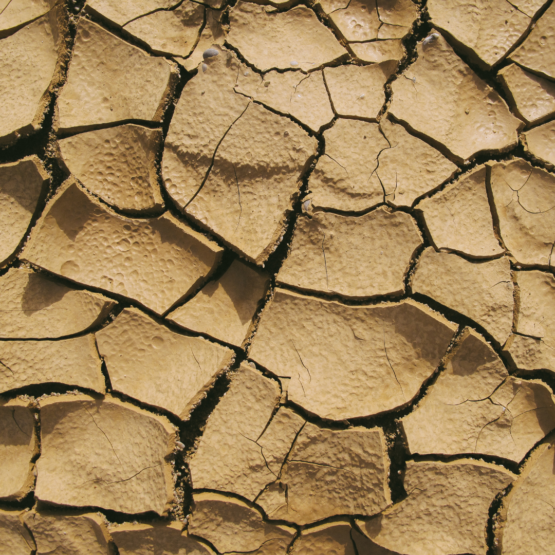 Dealing With Drought On The Front Range | Your Landscape & Nursery Operations Update