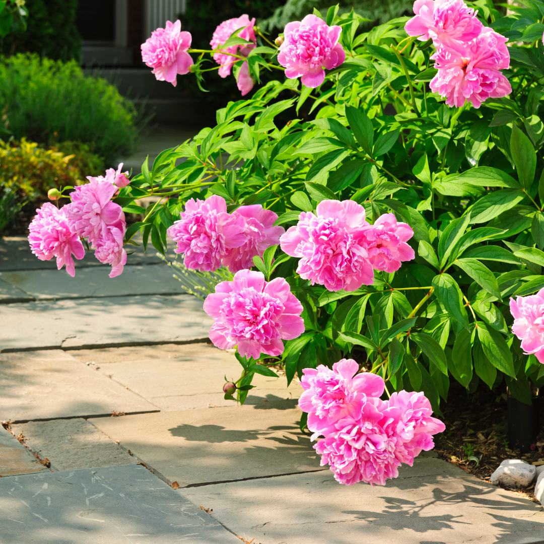 Peony For Your Thoughts: Your Guide To Growing Peonies On The Front Range