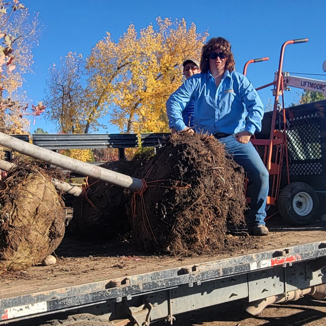 Buy A Tree & We Will Deliver For FREE!