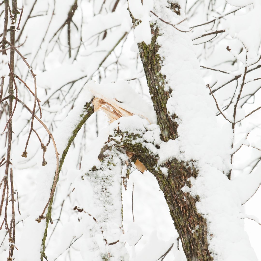 Oh Snap! Late Season Snow Damage