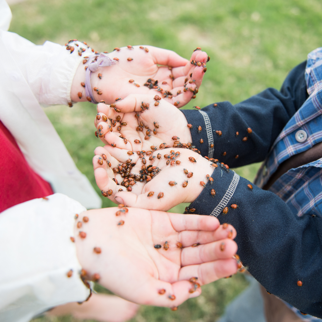 Your Garden’s Secret Weapon: 3 Beneficial Bugs You Want in Your Yard