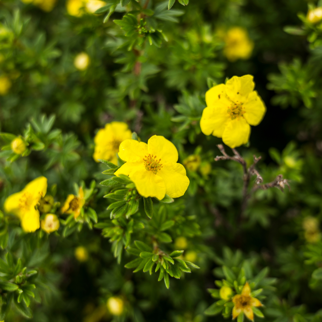 Yellow Blooms