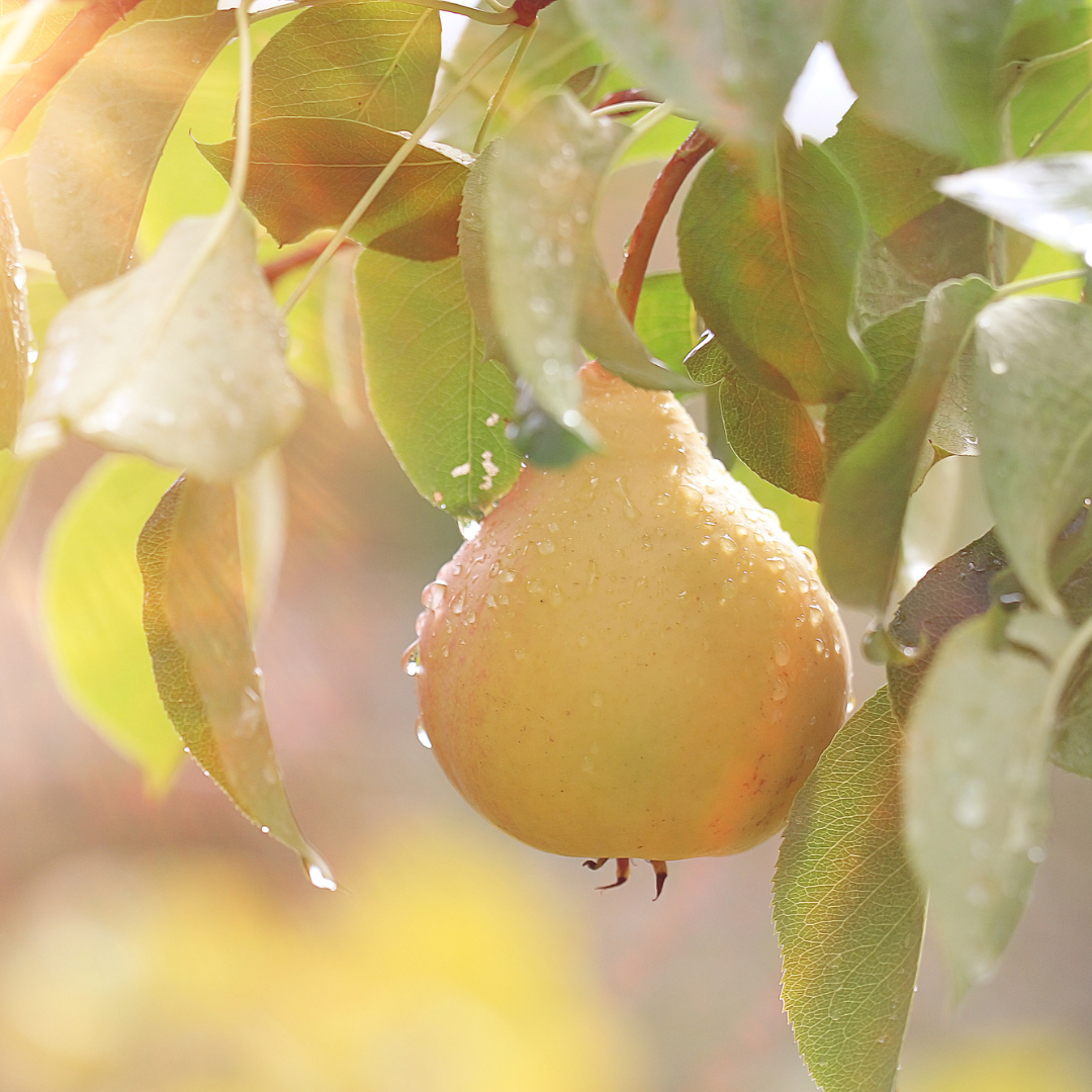Pear Trees