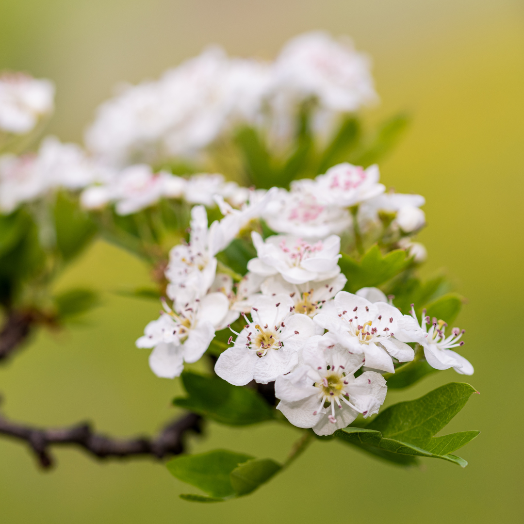 Hawthorn Trees