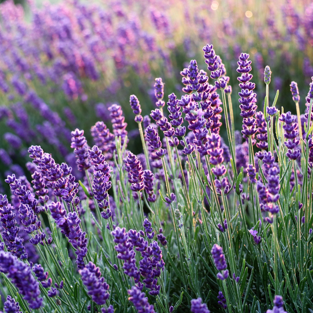Purple Blooms