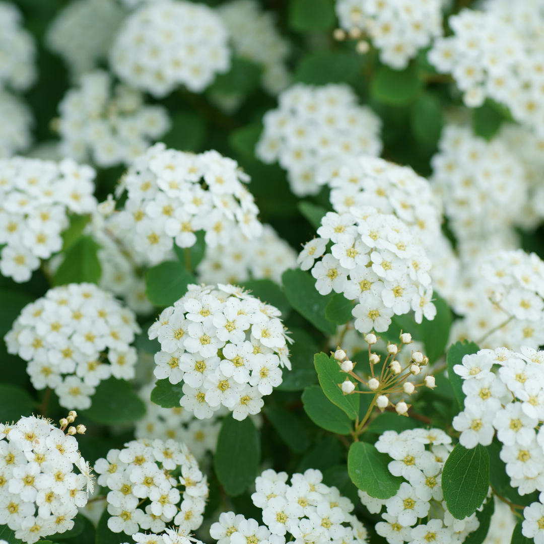 Sun Shrubs