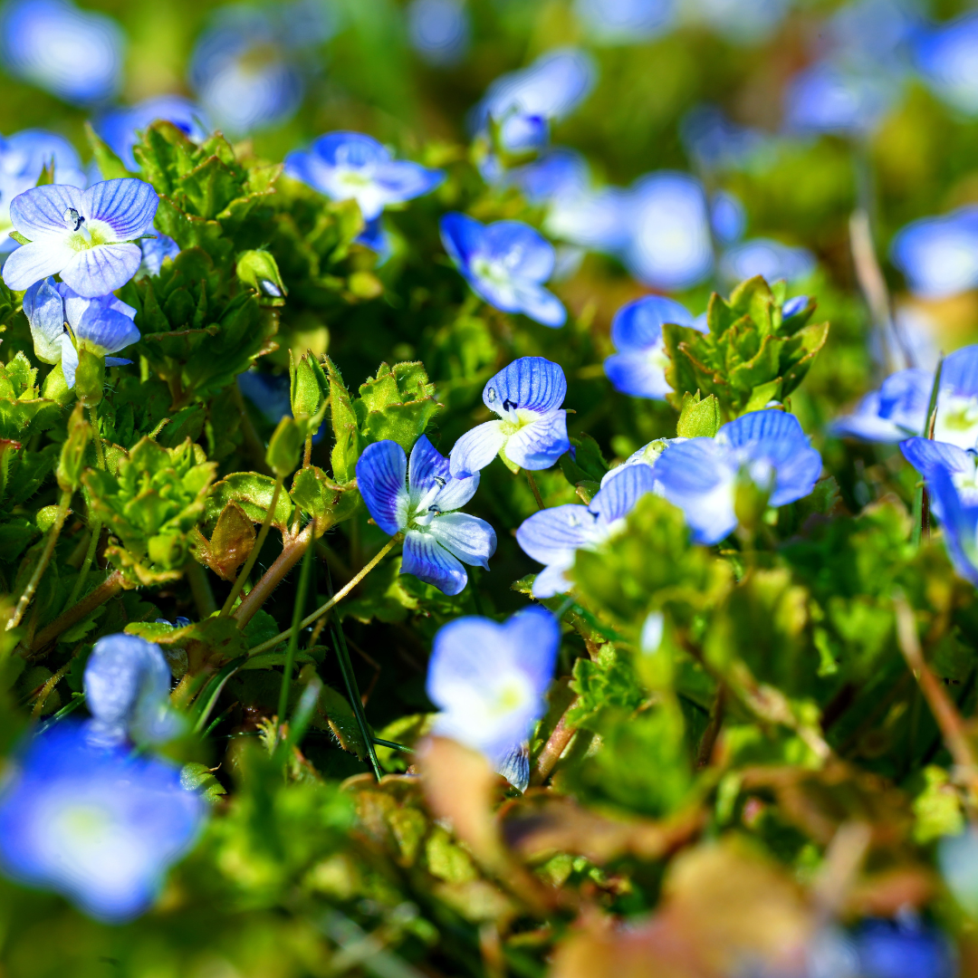 Speedwell (Veronica)