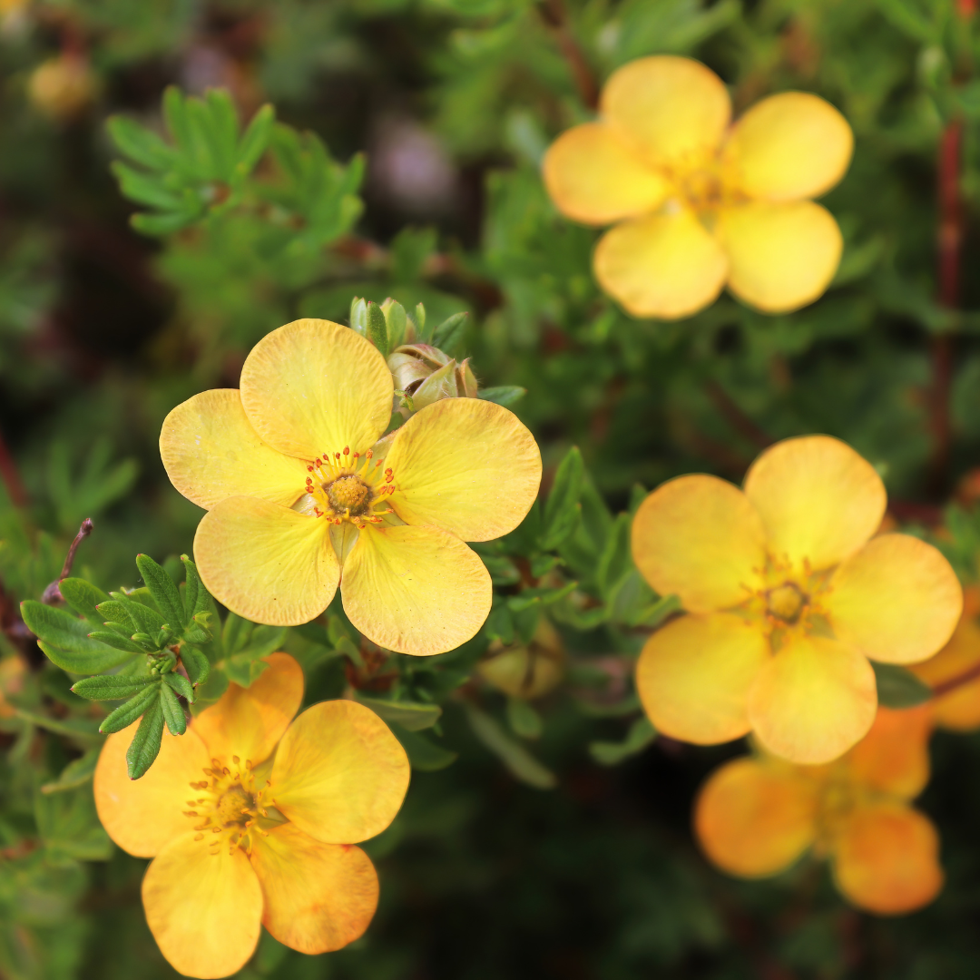 Potentilla (Cinquefoil)