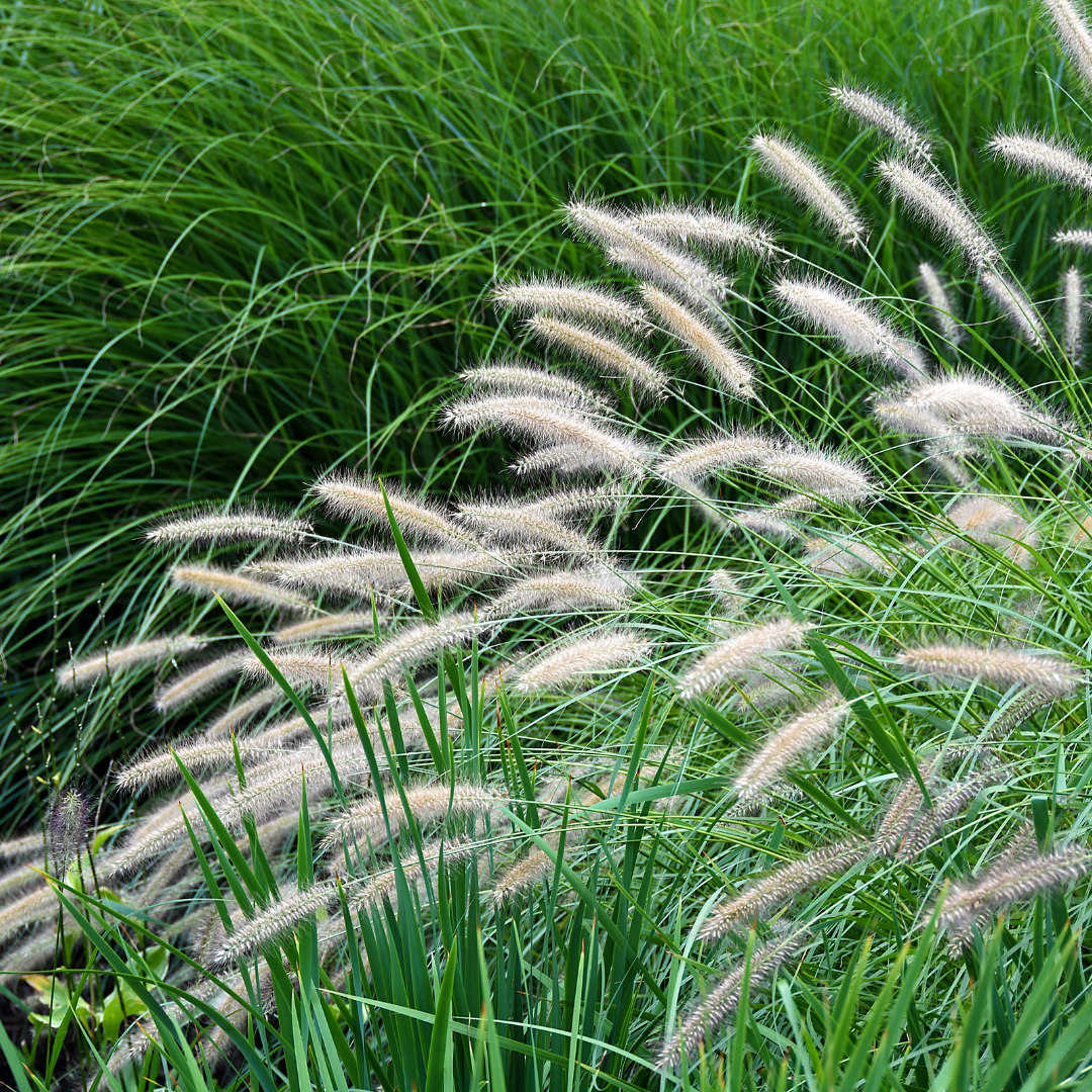Ornamental Grasses