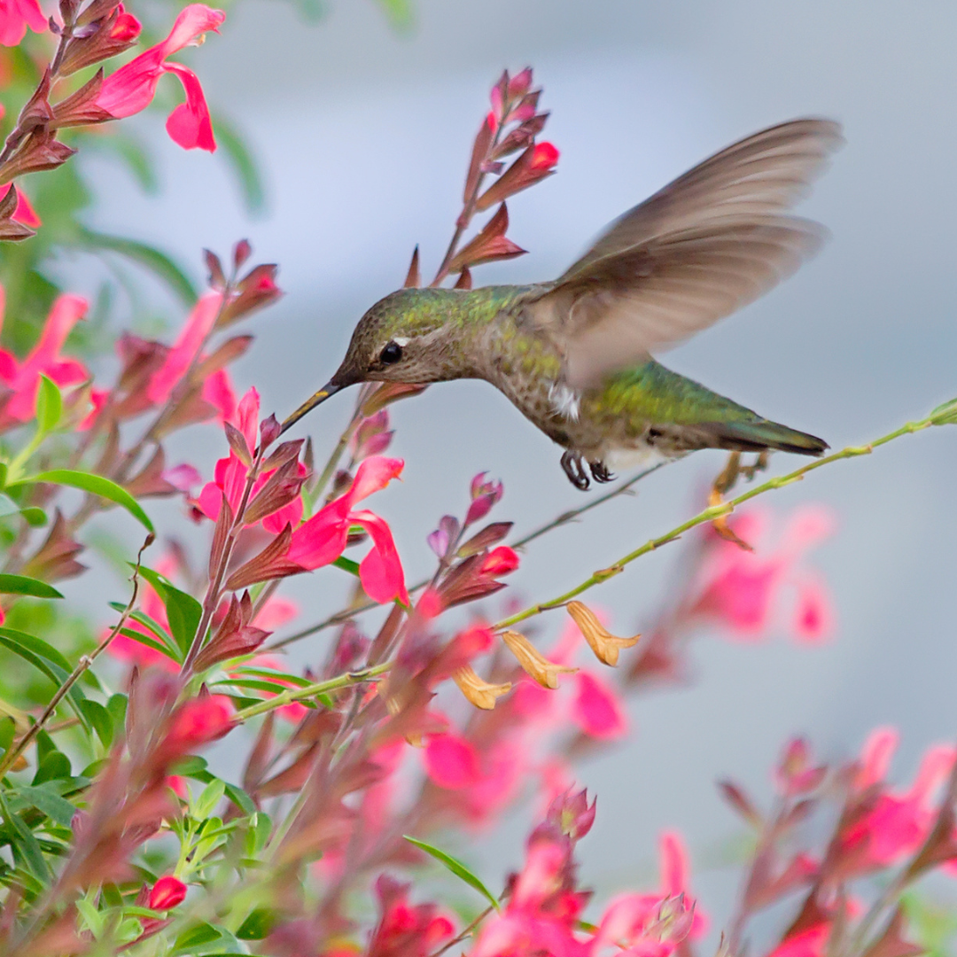 Hummingbird Perennials