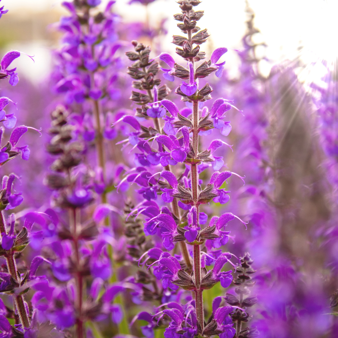 Salvia