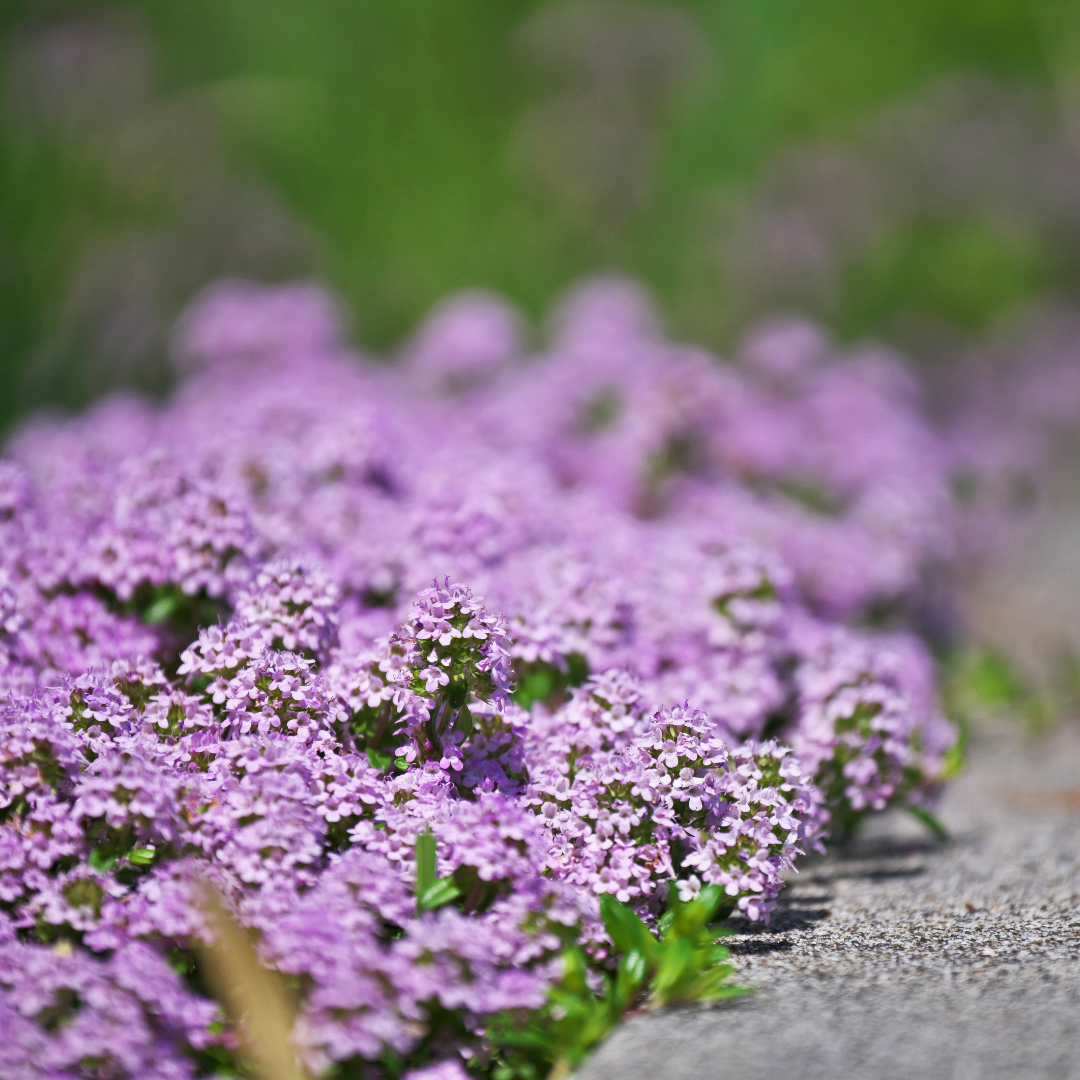 Thyme