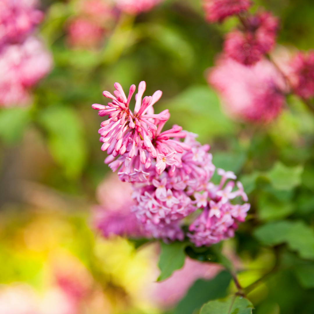 Flowering Shrubs