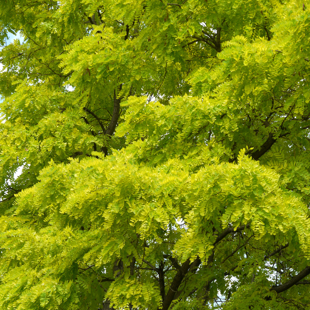Honeylocust Trees