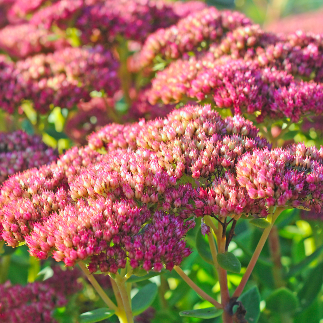 Sun Plants