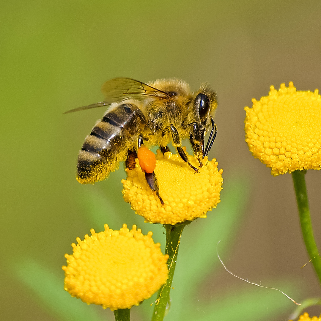 Bee Perennials