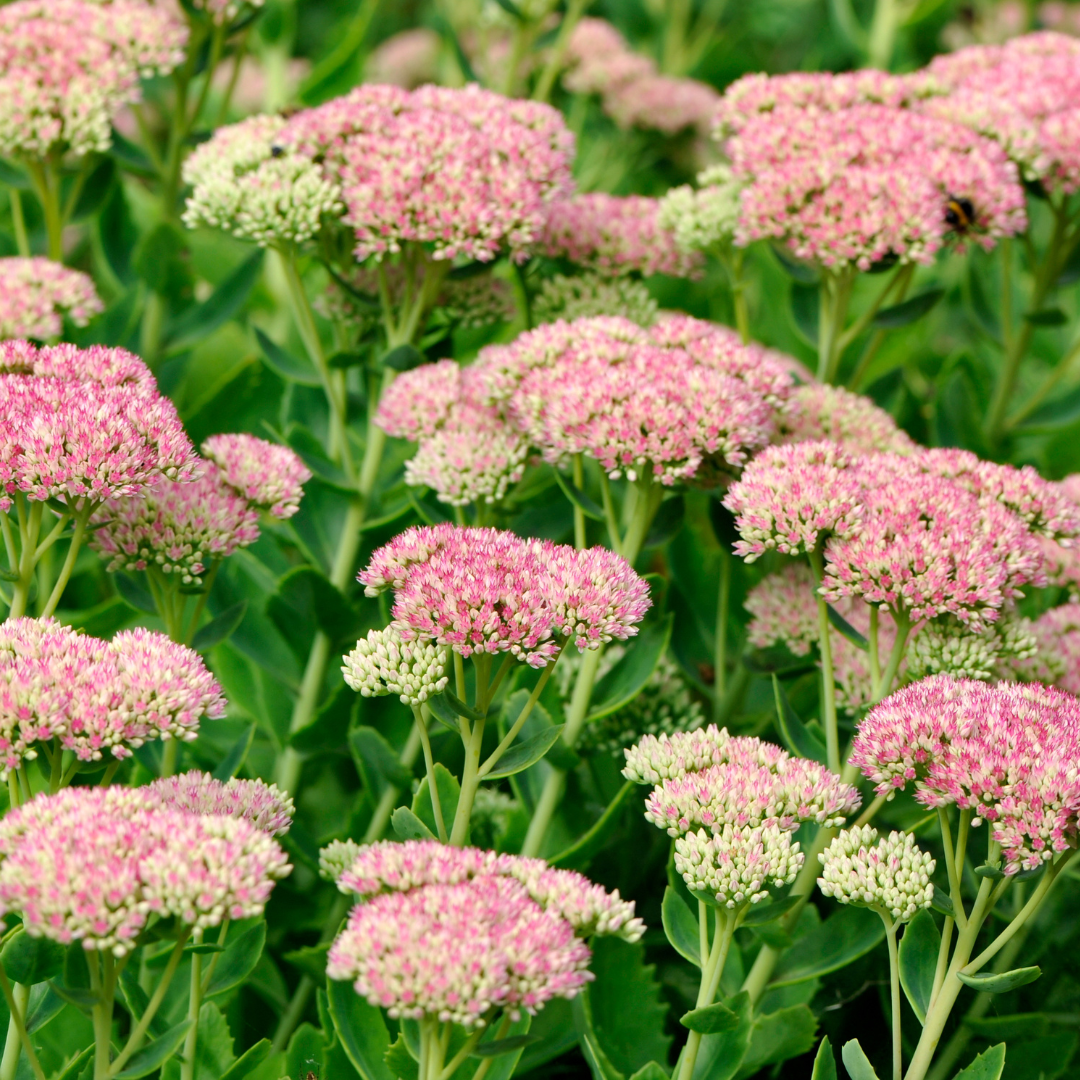 Sedum (Stonecrop)