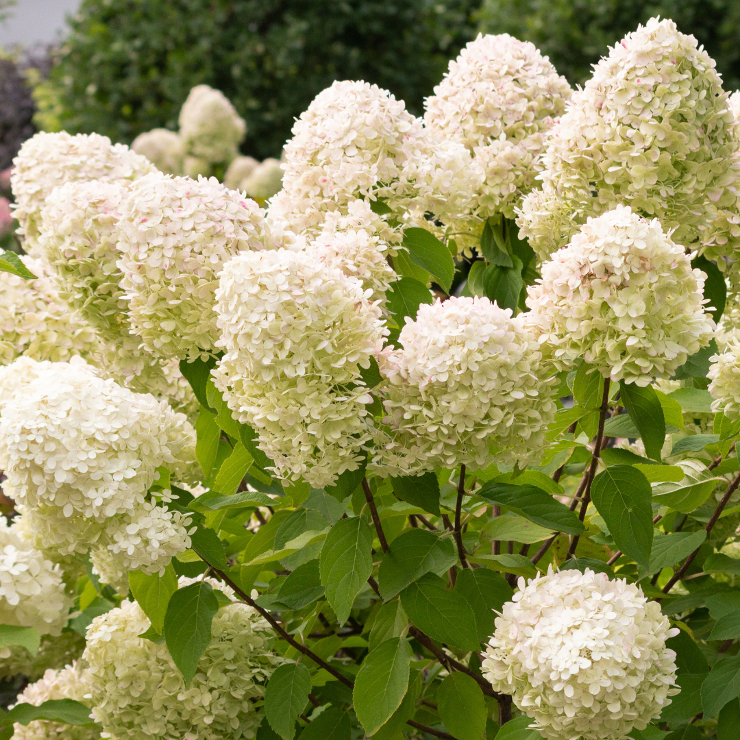 Hydrangea