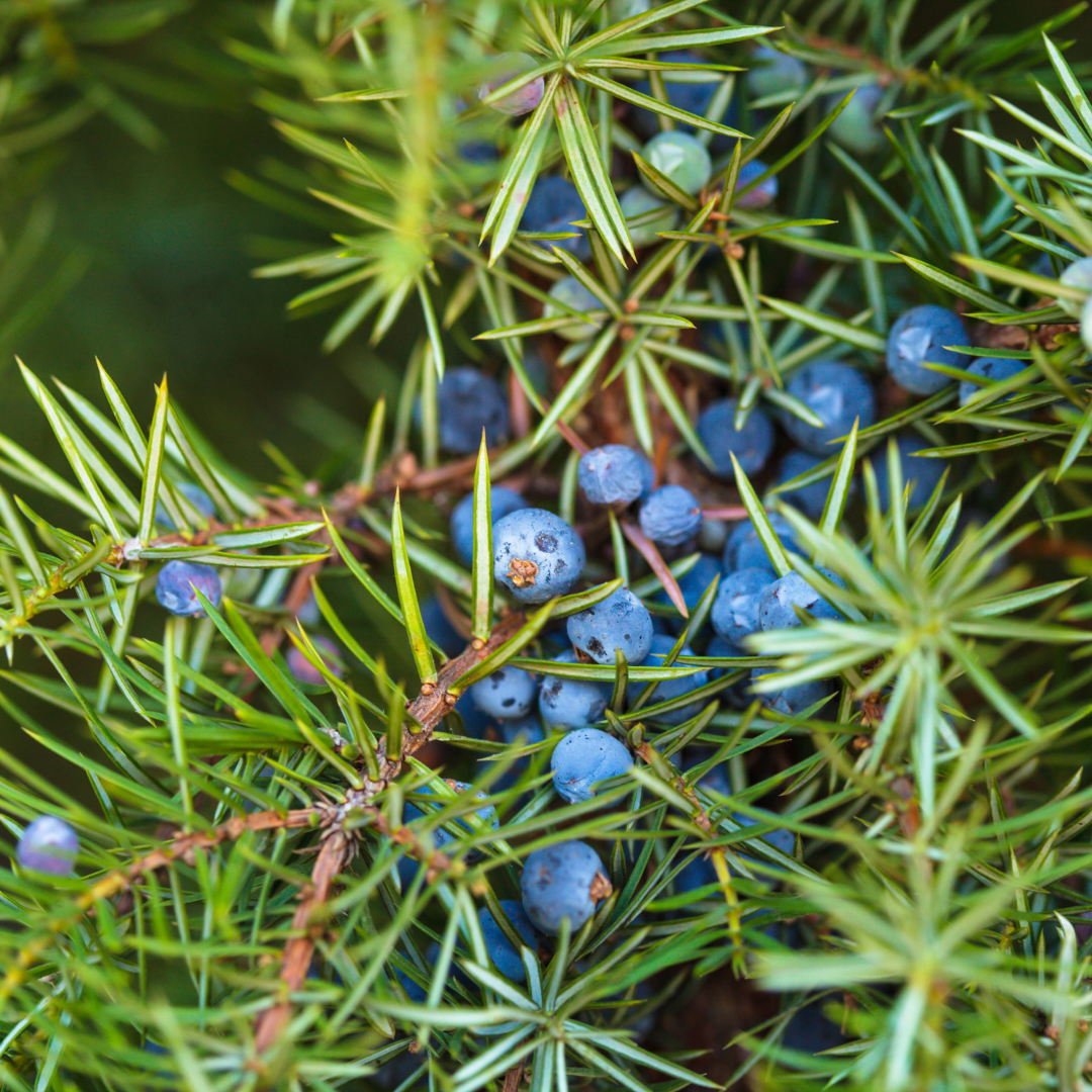 Creeping Juniper