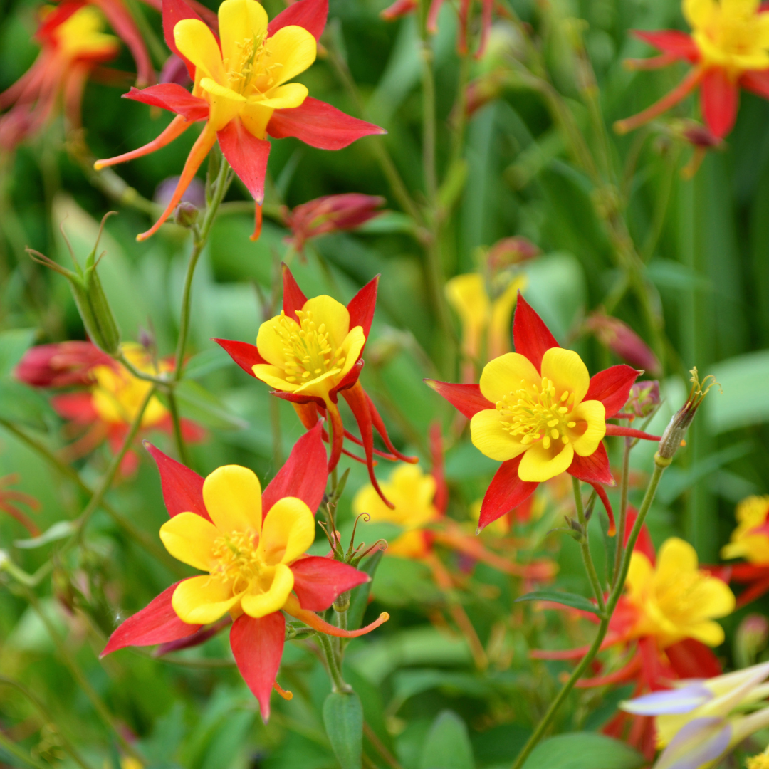 Shade Perennials