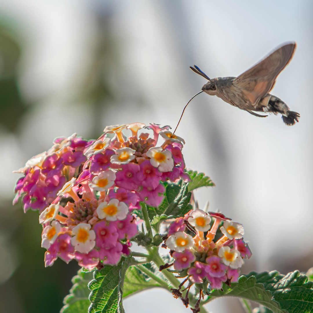 Pollinator Perennials